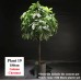 Artificial Plant & Tree