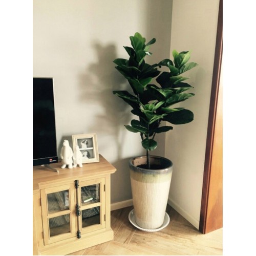 Large Artificial Plant