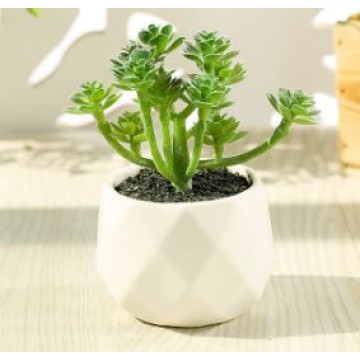 [Succulent 24] Artificial Succulent Plant Table Plant Small Deco Plant