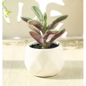 [Succulent 29] Artificial Succulent Plant Table Plant Small Deco Plant