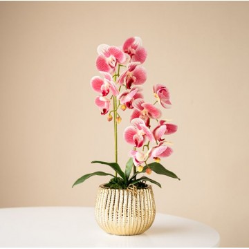 [Dark Pink - Gold Pot (S) ] 2 Stalks Artificial Phalaenopsis Orchid Stripes Gold Pot Artificial Flower Plant