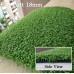 Artificial Grass / Turf / Lawn