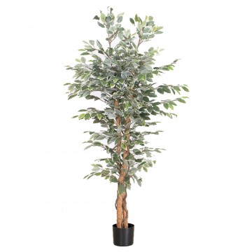 Ficus Tree with White Edge (Artificial Plant Code :P052)