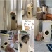 Cat Condo/Cat Cage/Cat Villa
